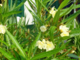 Oleander.jpg
