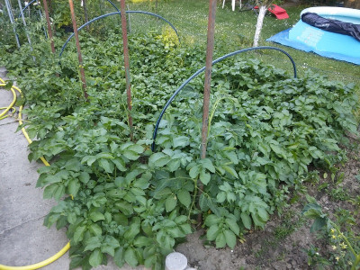 Kartoffeln 210613.jpg
