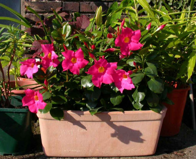 Dipladenia_2006.jpg