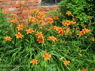 009 H. fulva 'Europa' , Horst_5462.jpg