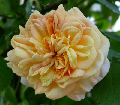 Kletterrose_Alchimist_.jpg