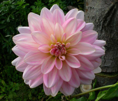 Dahlia_Gerrie_Hoek.jpg