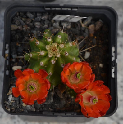 Echinocereus_coccineus-orange.21-1.jpg