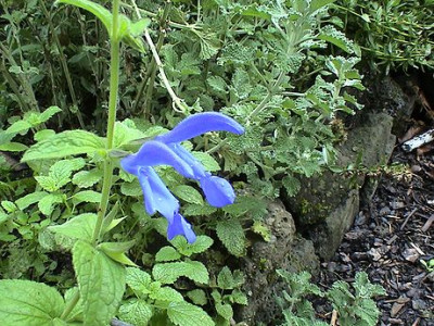 Blau.jpg