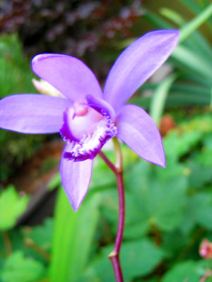 Japanorchidee.JPG