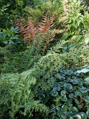 Dryopteris erythro..JPG