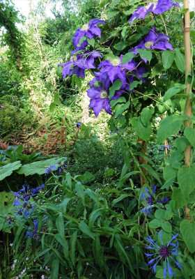 Blau.JPG