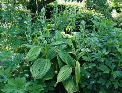 Veratrum.JPG