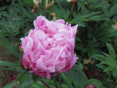 z Slg rosa rote STreifen.JPG