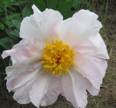 z slg rosa Schale.JPG