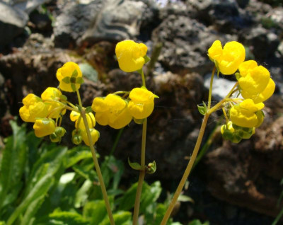 Calceolaria cavanillesii21-2.jpg