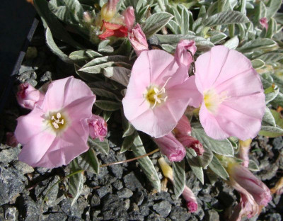 Convolvulus x sündermanii20.jpg