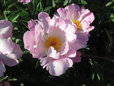 z slg wieder eine rosa Schale.JPG