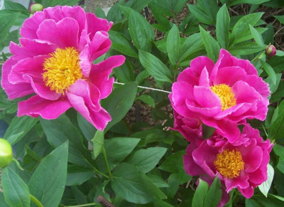 100_8740 Pink Sämling.jpg