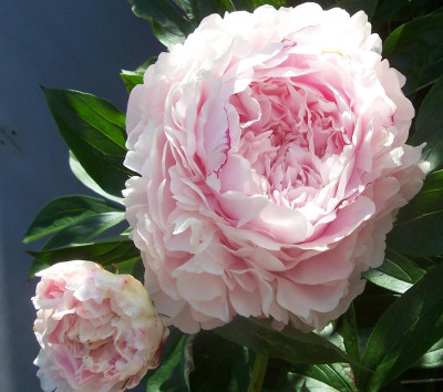 100_8722 rosa Sämling.jpg