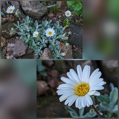 CollageMaker_20210614_200436593.jpg