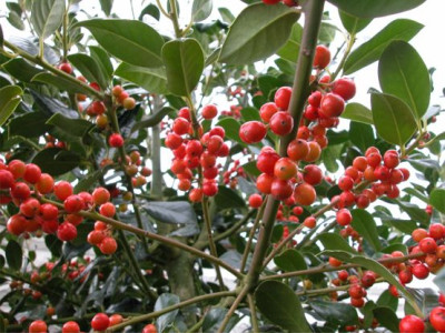 Ilex.2.jpg
