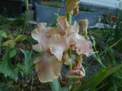 Iris barb Berliner Herbstfreude.JPG