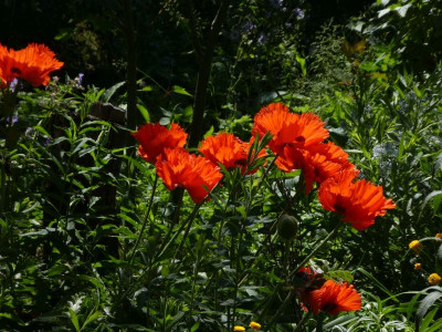 Papaver 'Türkenlouis' 210614 k.jpg