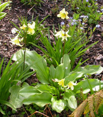 Erythronium_Pagoda_im_Mai.jpg