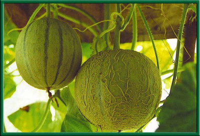 Melone_Kopie.jpg