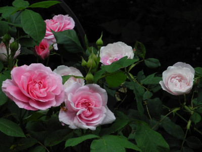 Gertrude Jekyll 2021-06-13 (2).JPG