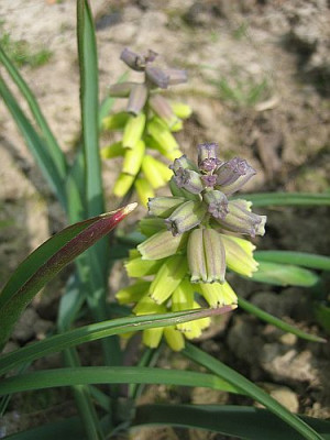 Muscari_macrocarpum__4389_r13.jpg