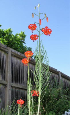 Lilium pumilum 15.06.21.JPG