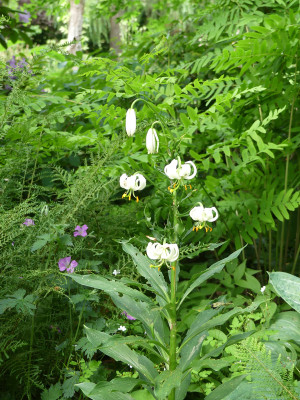 2021-06-15 Lilium martagon 'Album'.jpg