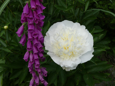 2021-06-15 Paeonia.jpg