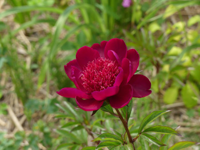 2021-06-15 Paeonia lactiflora 'Hari-Ai-Nin'.jpg