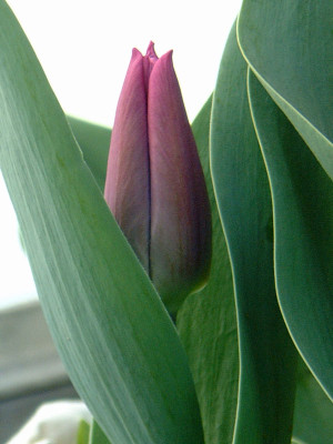 tulpe2.jpg