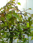 Ulmus_pendula.JPG