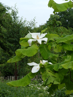 2021-06-15 Magnolia macrophylla 'Ashei' 1.jpg