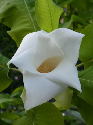 2021-06-15 Magnolia macrophylla 'Ashei' 4.jpg