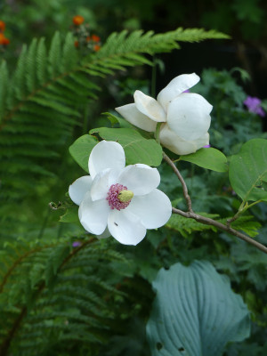 2021-06-15 Magnolia sieboldii.jpg
