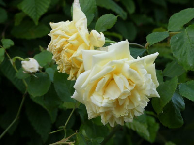 2021_0614MitteJuni0253.JPG