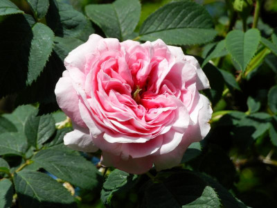 Königin von Dänemark 2021-06-15.JPG