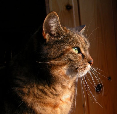 vanella_birdwatching1.jpg