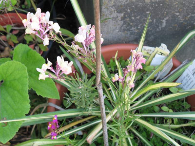 IMG_1624c.jpg_Yucca.jpg