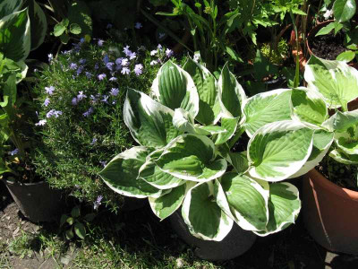 IMG_1603c.jpg_Hosta.jpg