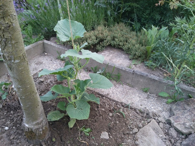Zucchini lunghe 210615.jpg
