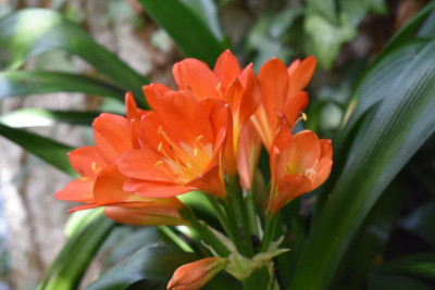 heute durch den Garten 019.JPG