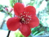 Choenomeles-japonica_-Zierquitte-.JPG