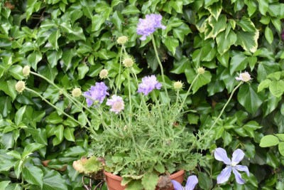 knautia, Mittagsblume 001.JPG