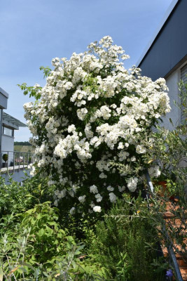 heute durch den Garten 009.JPG