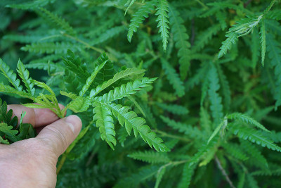 lyonothamnus_comptonia.jpg