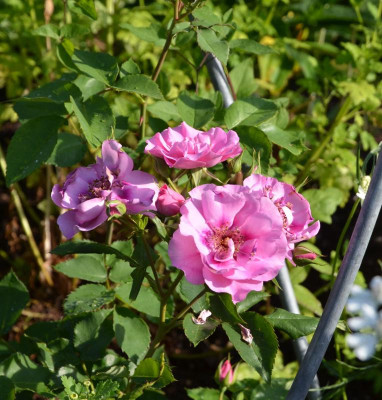 Rose-OrientaAladdin.21-1.jpg