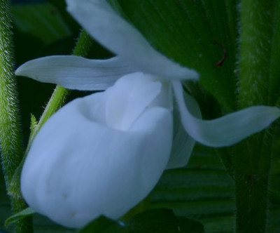 weiße Blüte Cyps.jpg