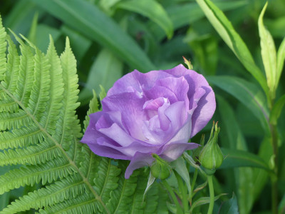 2021-06-16 Rosen 'Blue for You' 1.jpg